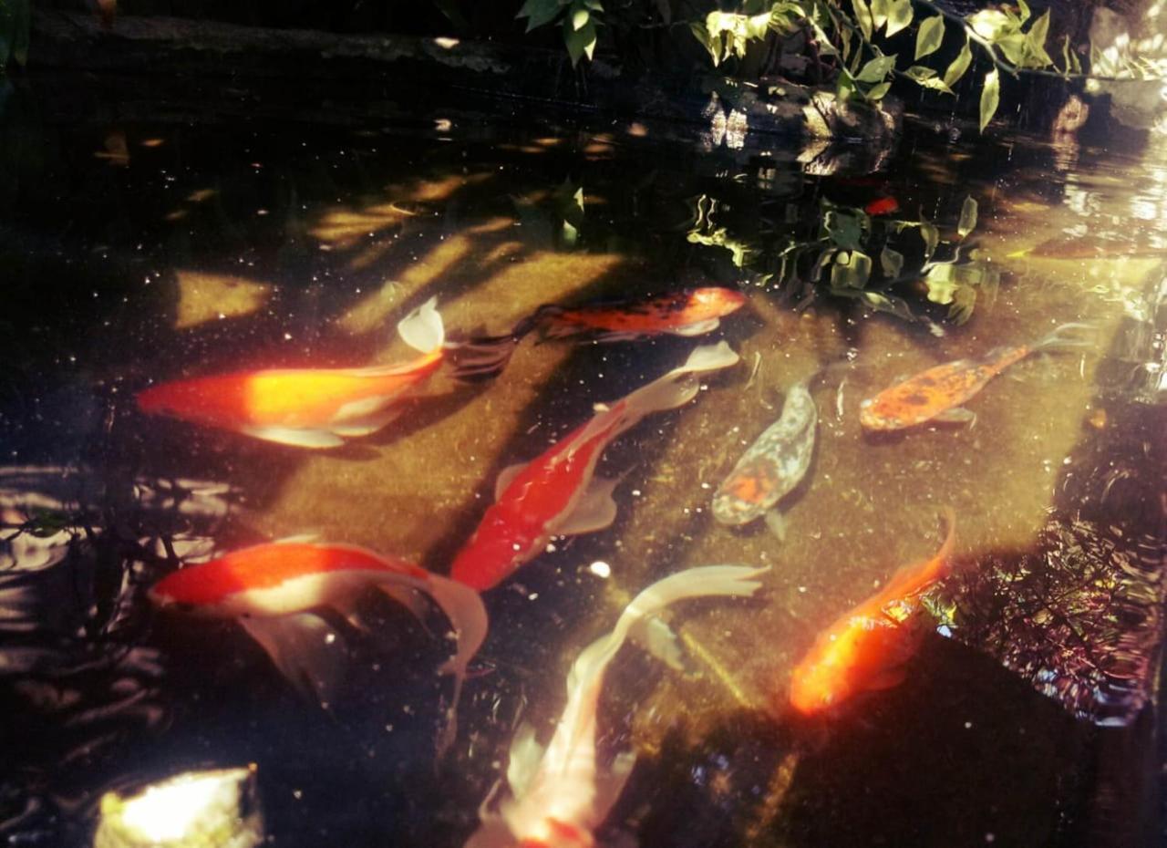 Pondok Ayu Homestay Ubud Buitenkant foto